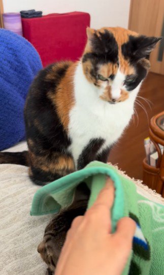 毛布を見つめる三毛猫