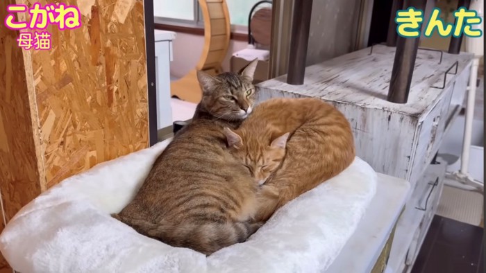 母猫に甘える子猫(茶)