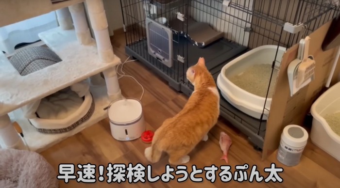 猫の後ろ姿