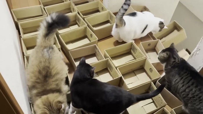 段ボールを落とす豆大福