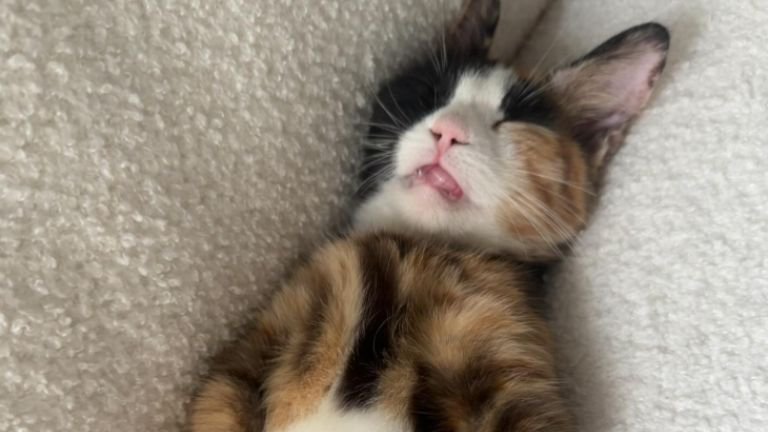 ソファで眠る猫