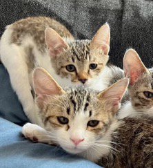 寄り添い合う子猫たち