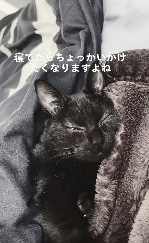 布団に挟まって寝ている黒猫の上半身アップ