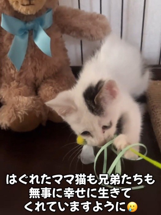 おもちゃであそぶ子猫