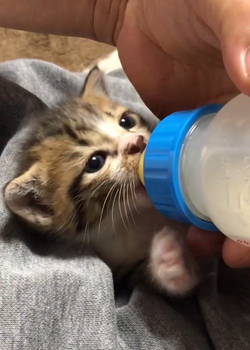 ミルクを飲む子猫