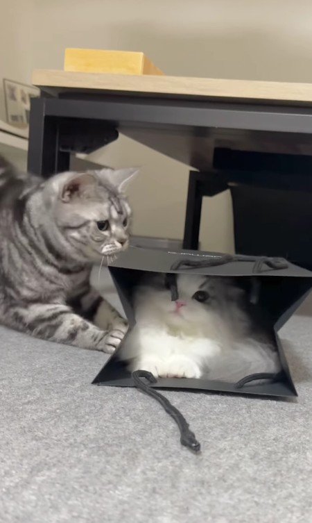 猫が入った紙袋を攻撃する猫