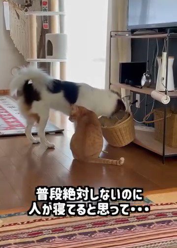 横を向く猫