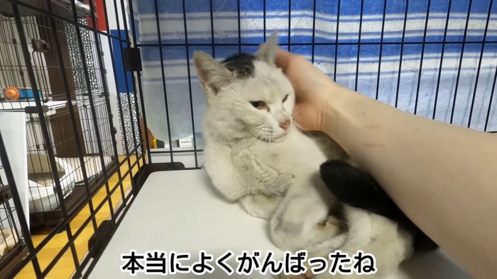 テロップ「本当によくがんばったね」