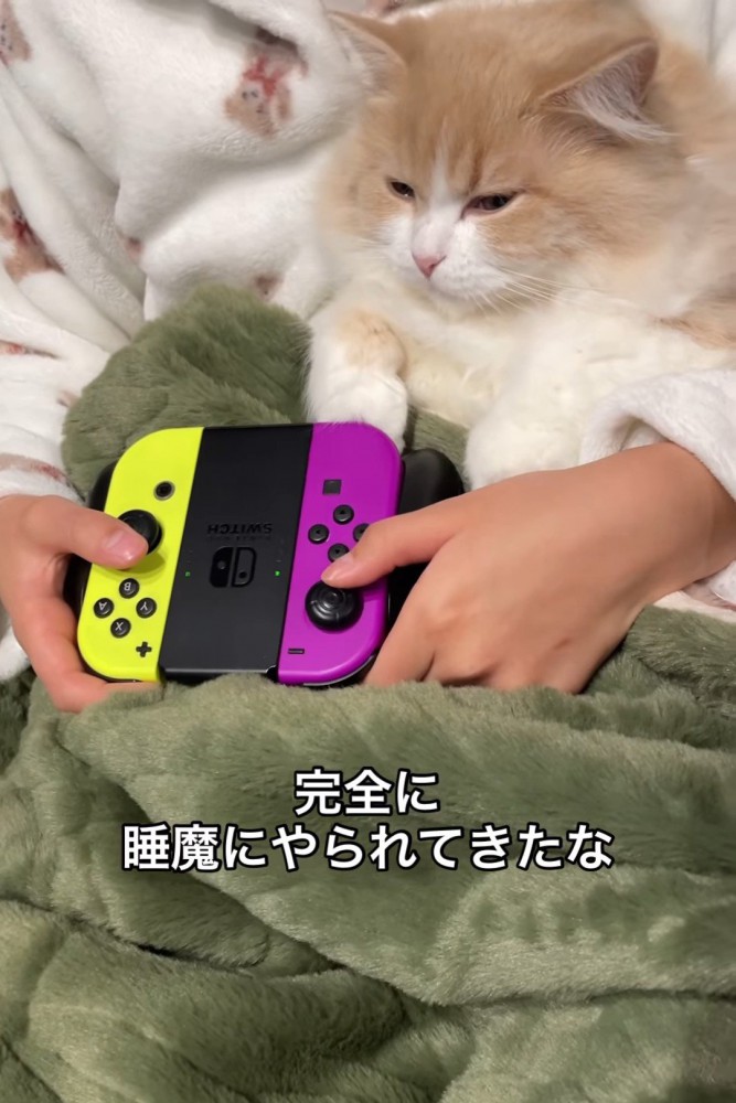 ぼーっとした顔の猫