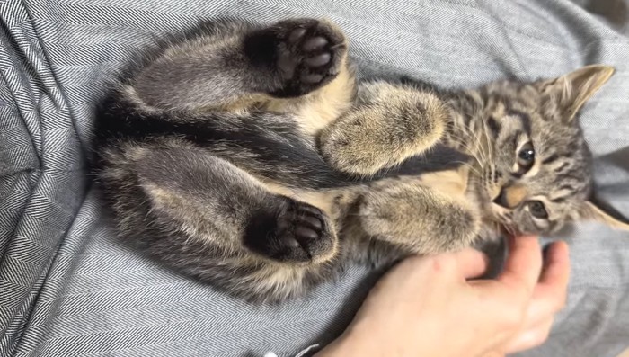 仰向けのアズマくん