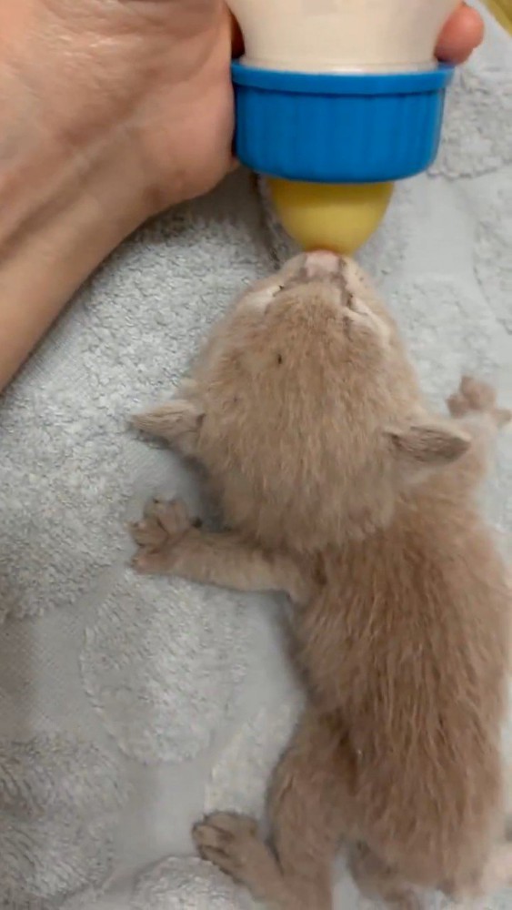 ミルクを飲む子猫