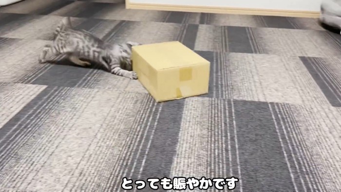 ダンボール角をかじる猫