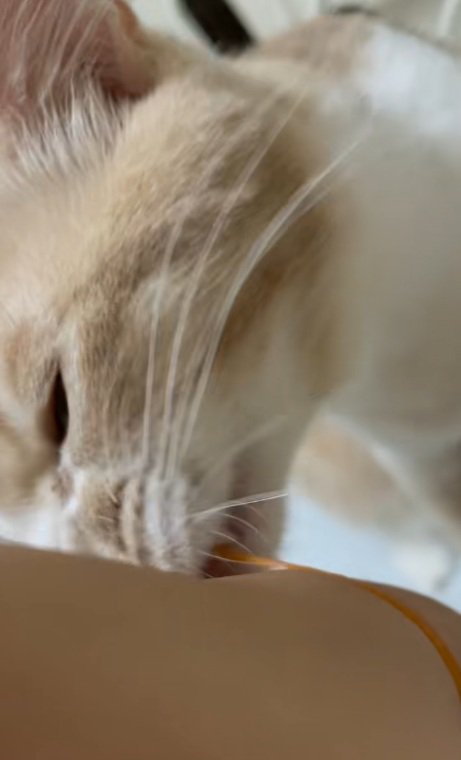 輪ゴムを口にくわえる猫