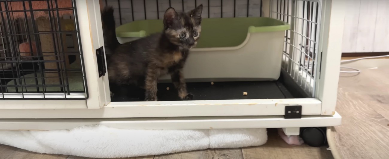 ケージの中の子猫%%朝ごはんの時間だよ