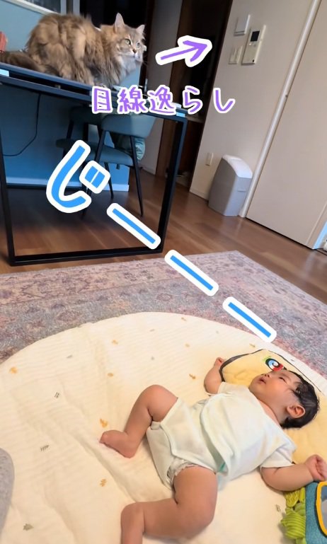 赤ちゃんから見られて目線をはずす猫