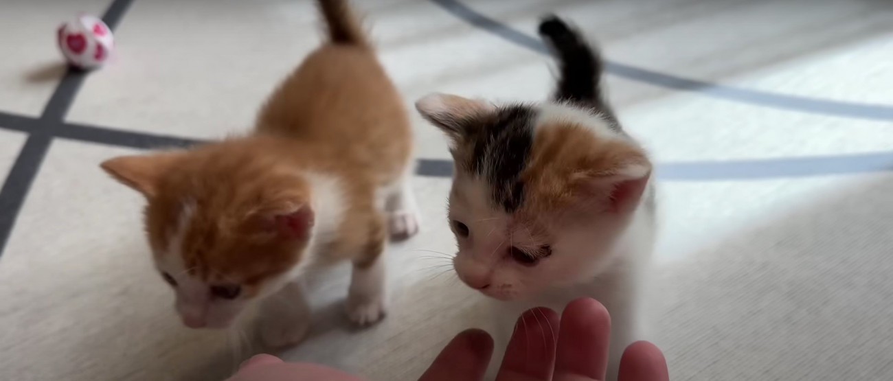 人に近寄る3匹の子猫