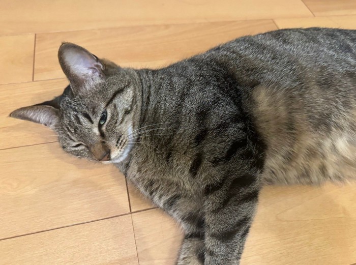 寝そべって半目の猫