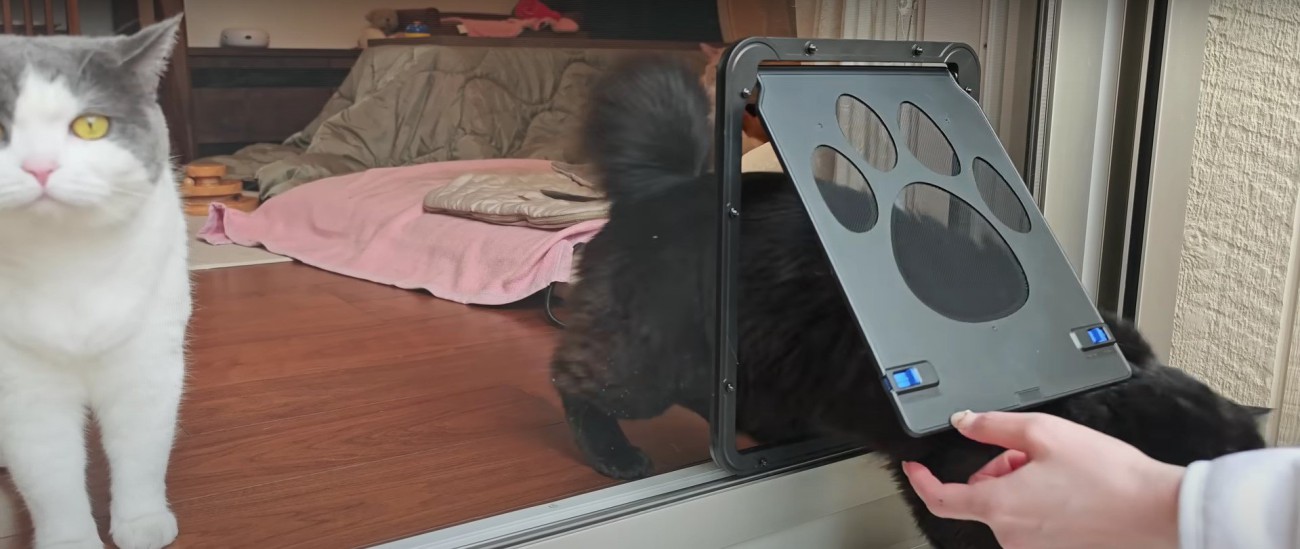 扉を通り抜ける猫