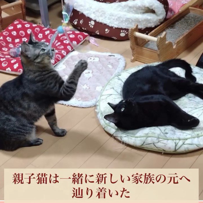 遊ぶキジトラ猫