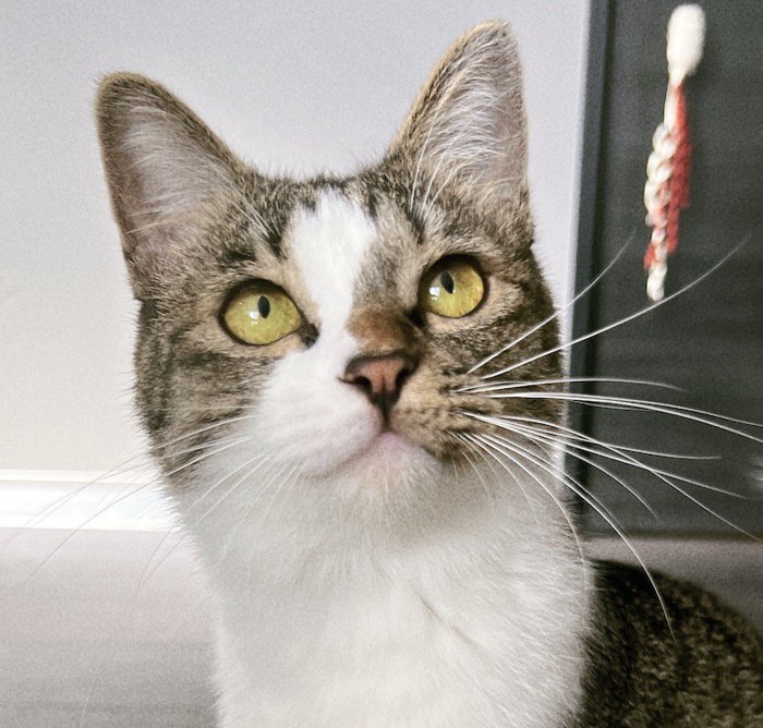 飼い主を見上げる猫の顔