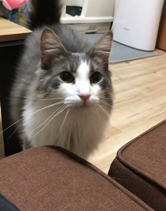 飼い主さんを見るサチちゃん