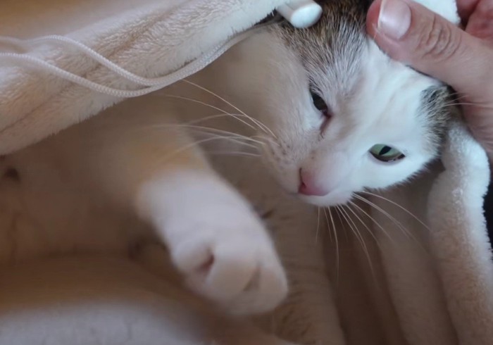 投稿主をふみふみする猫