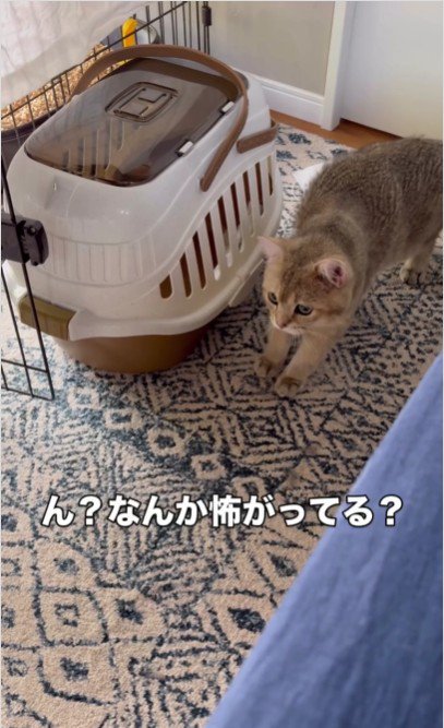 キャリーバッグの横に立っている猫