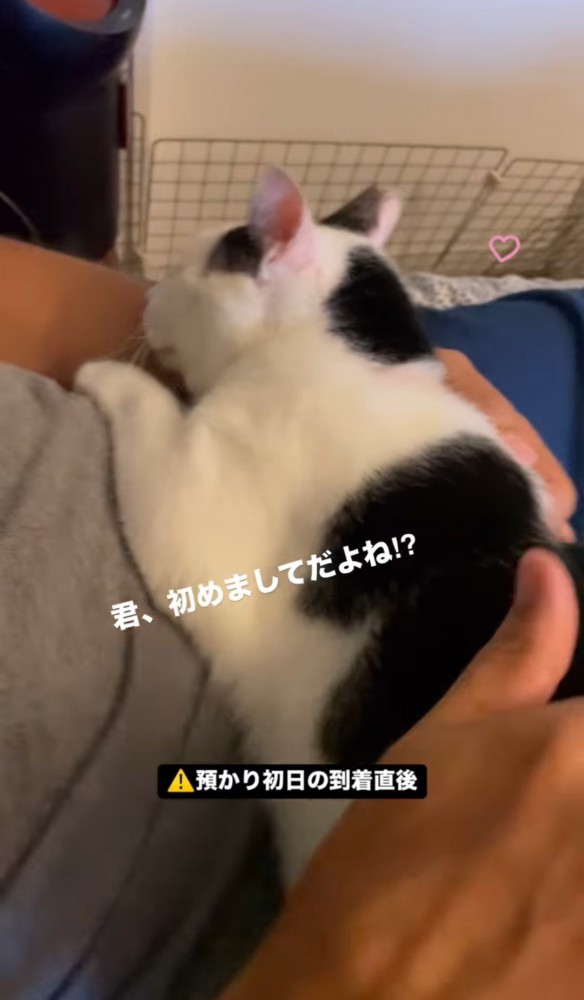 お腹に乗る猫を撫でる人の手