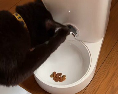 ドライフードを見つめる猫