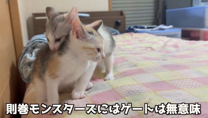 噛んでる猫