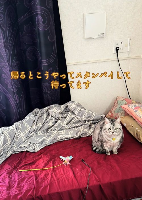 ベッドの上に座っている猫