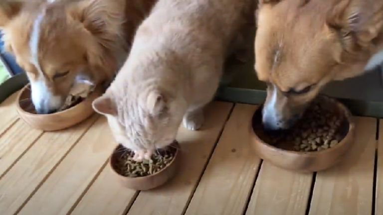 ごはんを食べている猫と犬