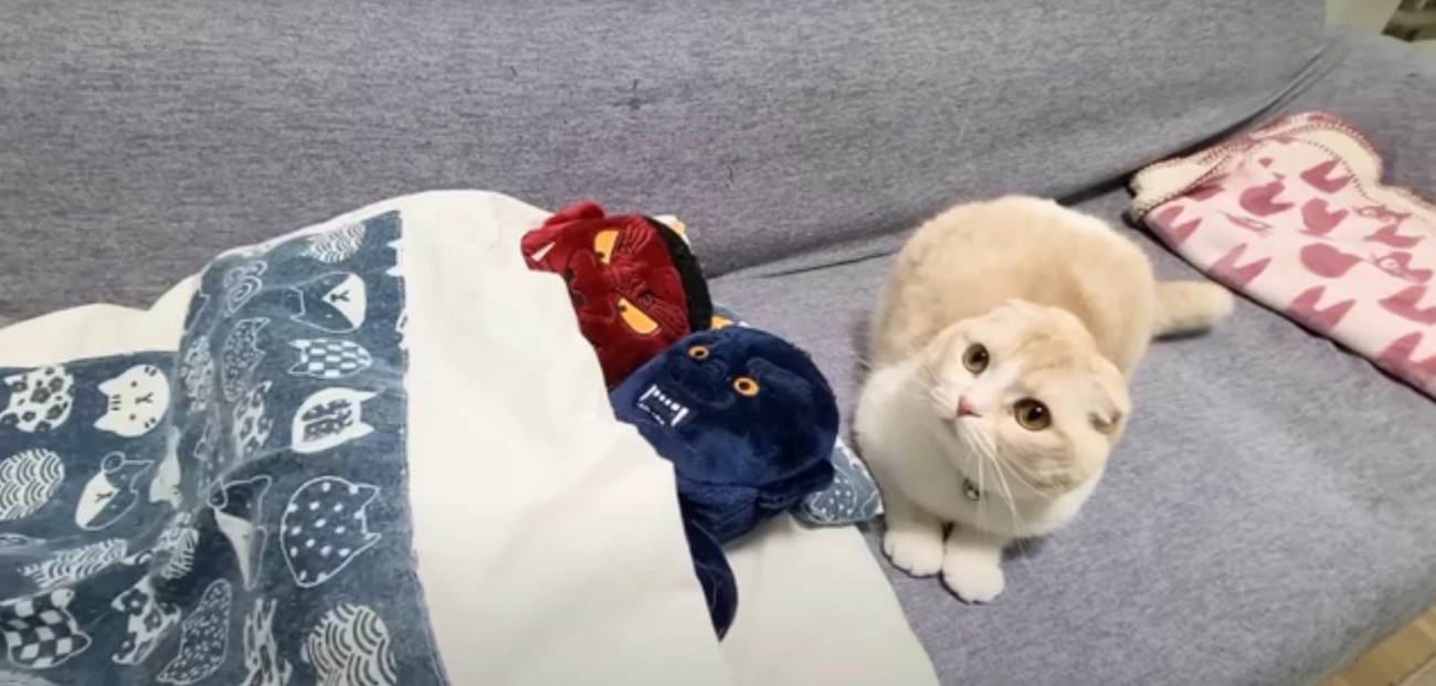 猫と鬼のぬいぐるみ