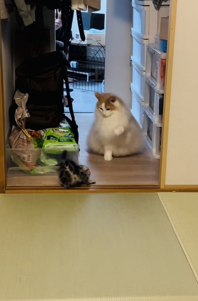 やんのかステップをする子猫と子猫に向かって前足を上げるノルウェージャンフォレストキャット