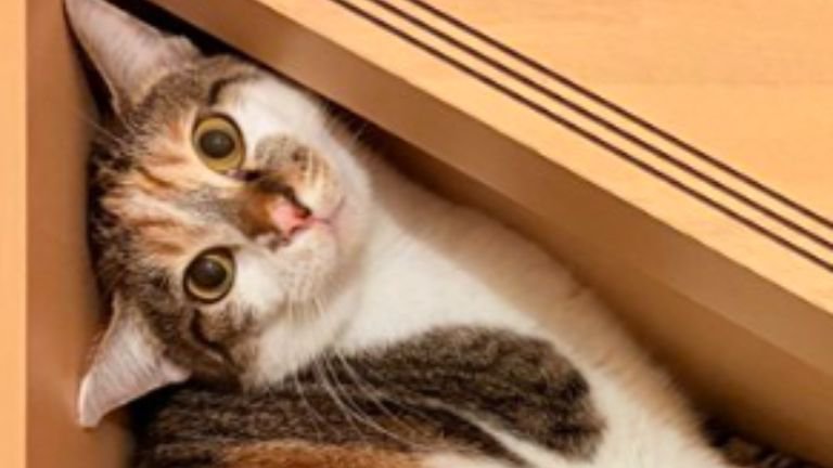 階段にいる猫