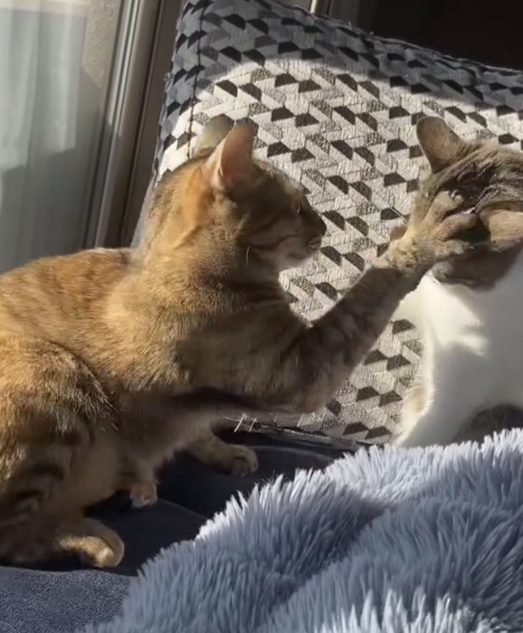 猫パンチしている写真1