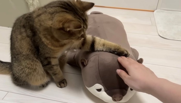 ぬいぐるみをなでる猫