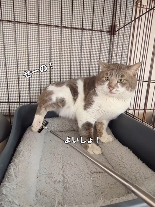 棒でサポートされる猫