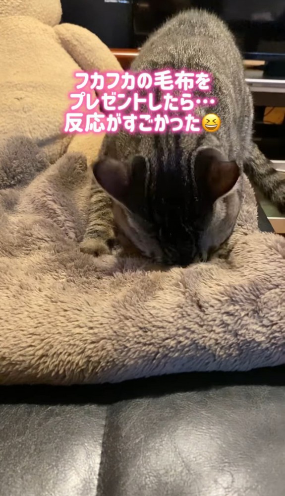 毛布に顔を埋める猫