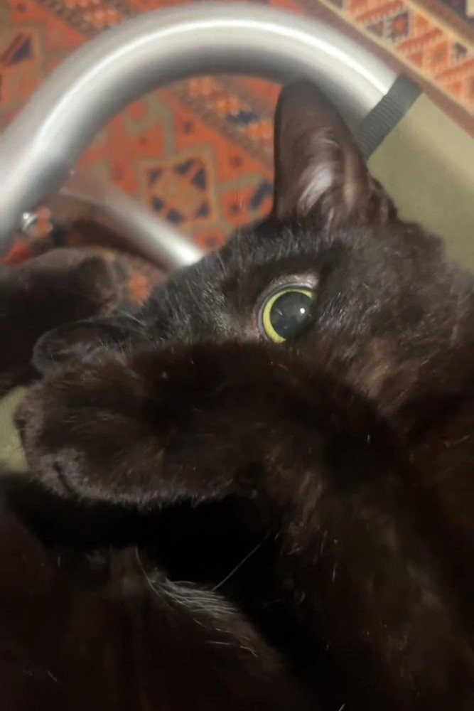 顔を半分見せる猫