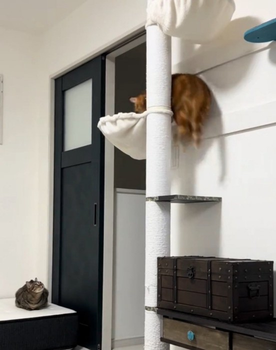 ジャンプする猫