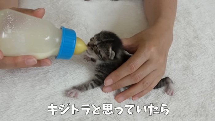 上手にミルクを飲む子猫