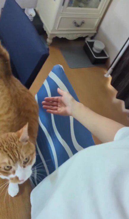 飼い主に近寄る猫