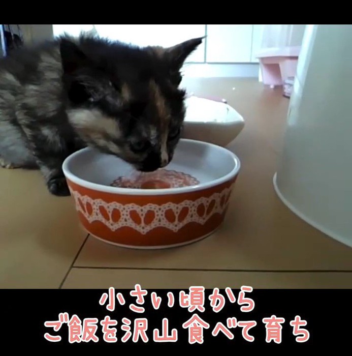 水を飲む子猫