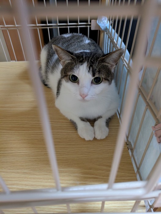 くつろぐ猫