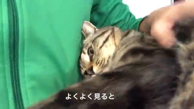 男性のお腹に頭をすり寄せる猫