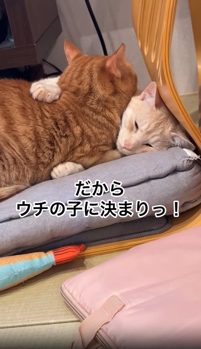 先住猫にハグする子猫