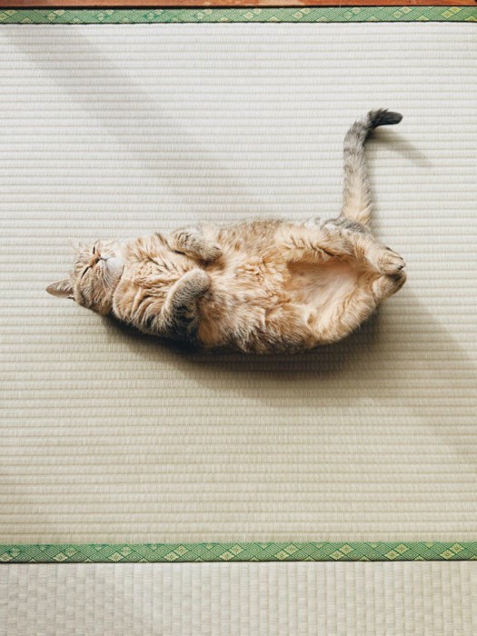 へそ天で眠る猫