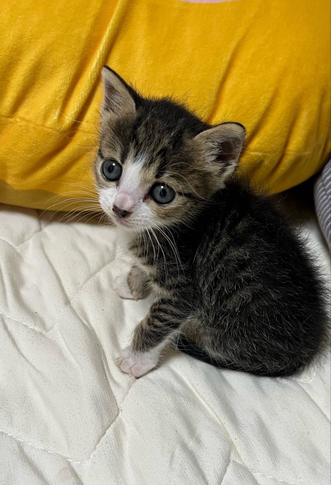 座る子猫