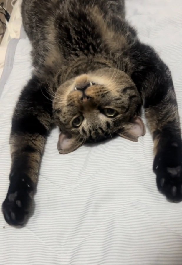 ぐーたらするトラくん